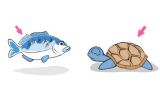 ﵥʣFish  Turtle