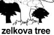 zelkova tree ɫ