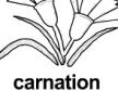 carnation ɫ