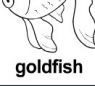 goldfish ɫ